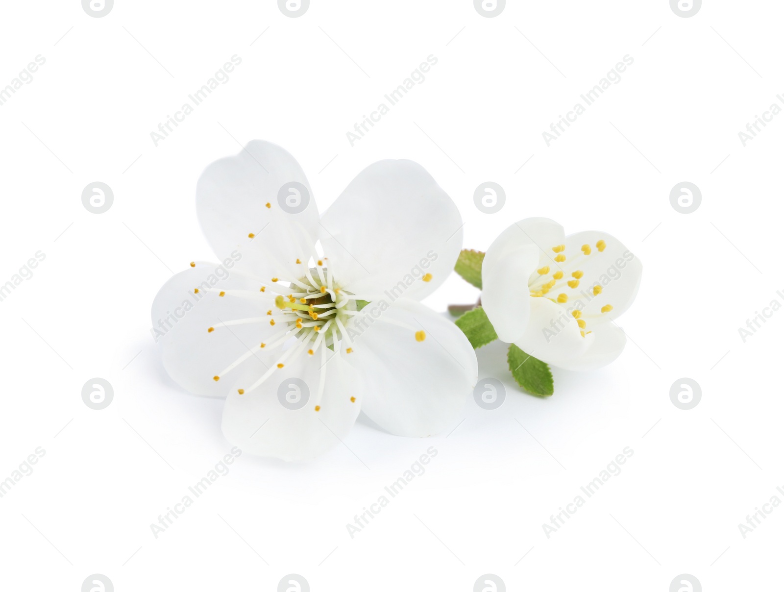 Photo of Beautiful flowers of blooming spring tree on white background