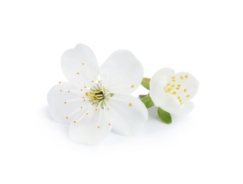 Photo of Beautiful flowers of blooming spring tree on white background