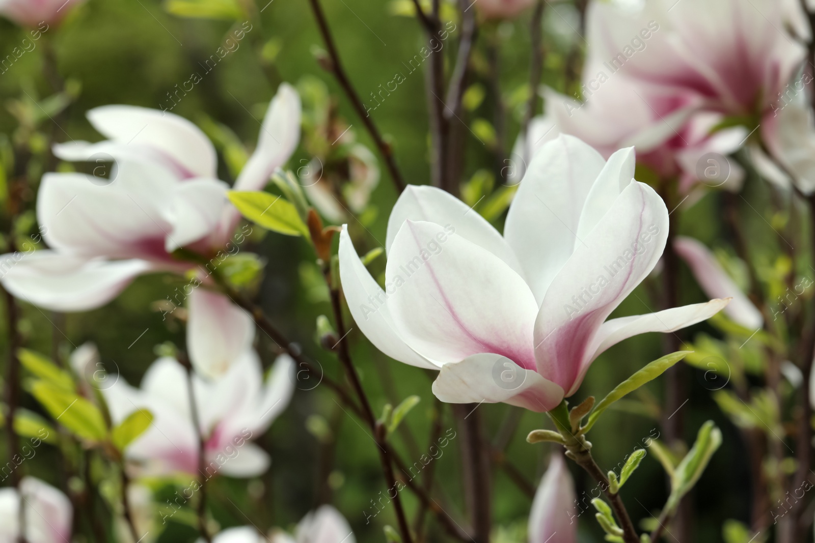 Photo of Magnolia tree with beautiful flowers on blurred background, closeup