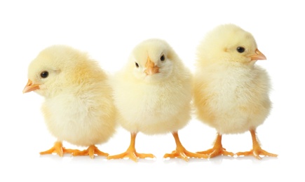 Photo of Cute fluffy baby chickens on white background. Farm animals