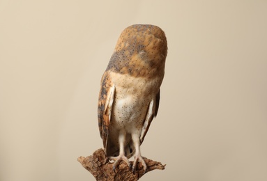 Photo of Beautiful common barn owl on twig against beige background