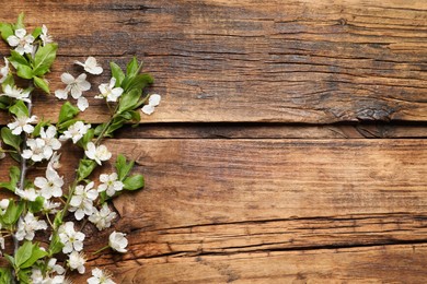 Cherry tree branches with beautiful blossoms on wooden table, flat lay. Space for text