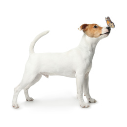Cute Jack Russel Terrier and butterfly on white background. Lovely dog