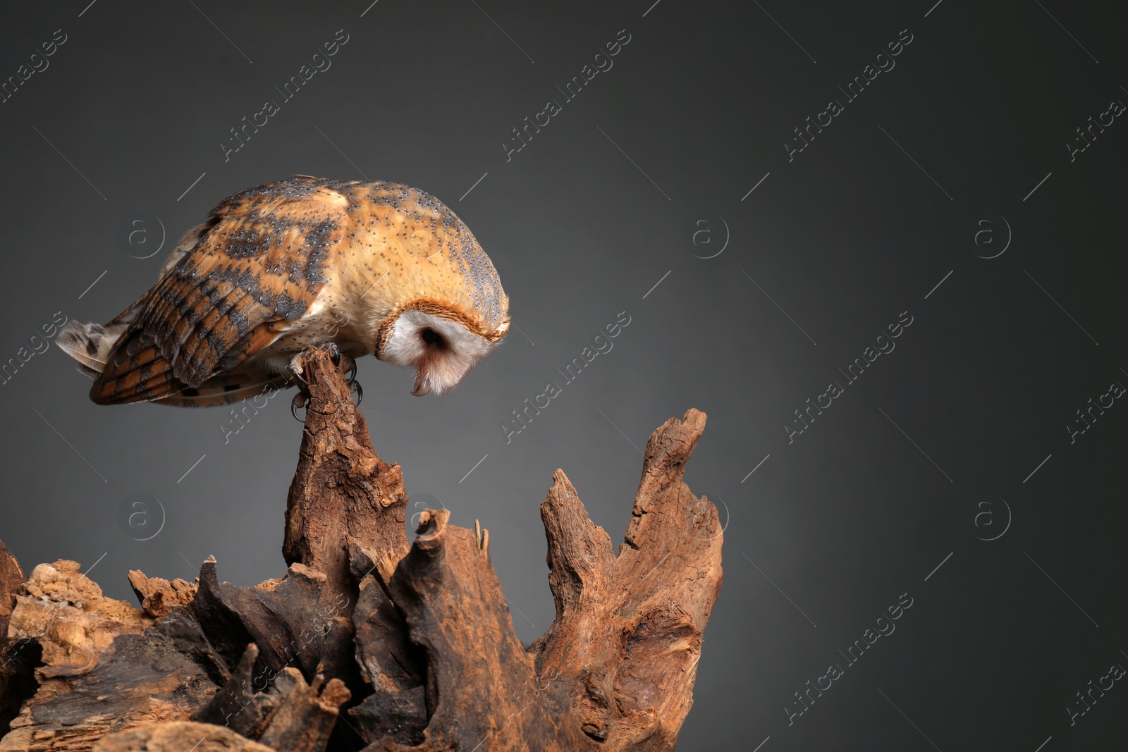 Photo of Beautiful common barn owl on tree against grey background. Space for text