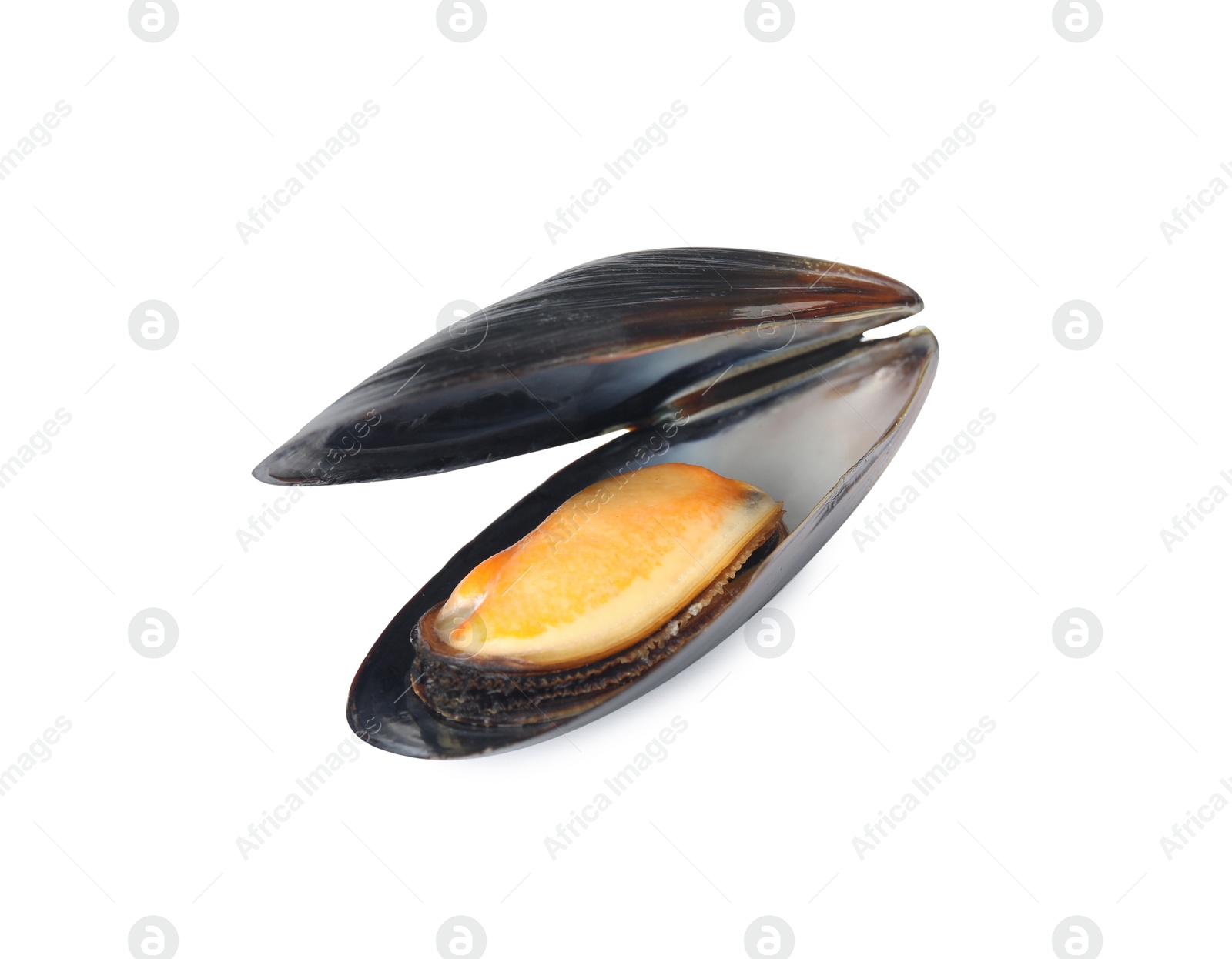 Photo of Delicious cooked mussel in shell isolated on white