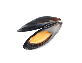 Delicious cooked mussel in shell isolated on white