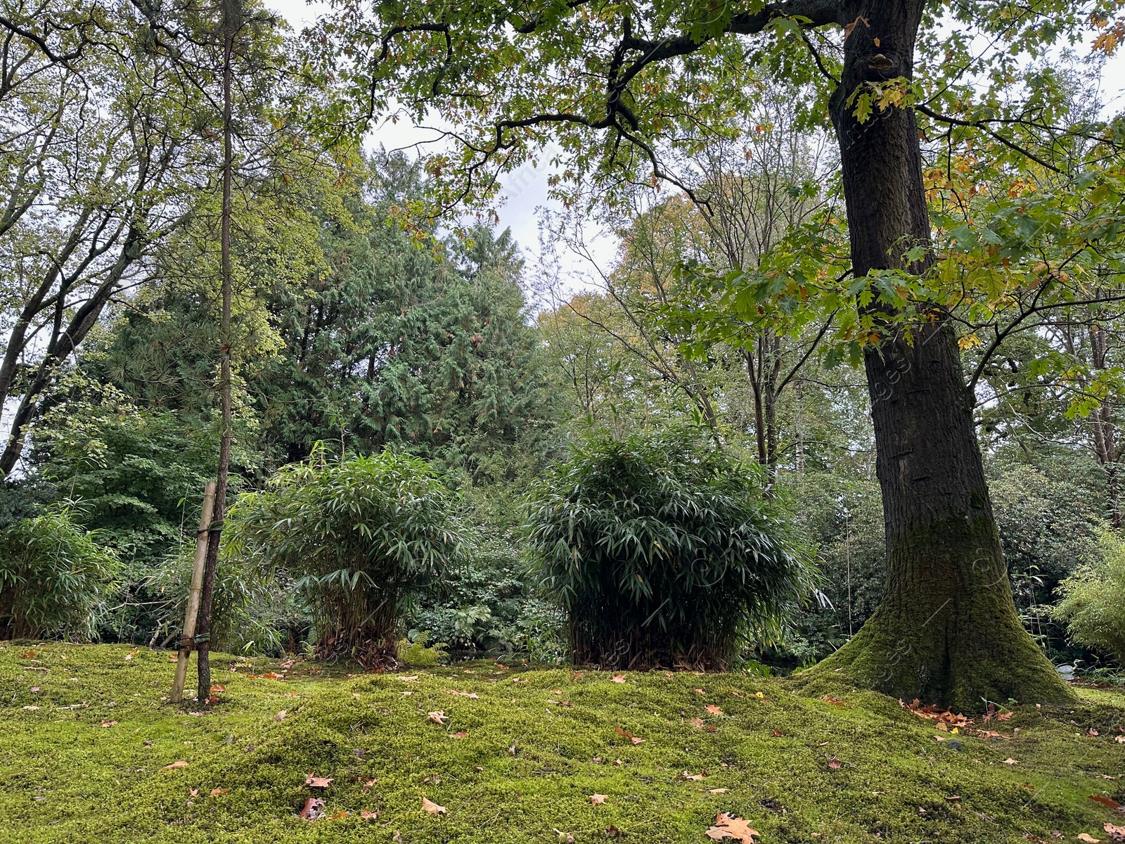 Photo of Bright moss, trees and other beautiful plants in park