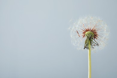 Photo of Beautiful dandelion flower on grey background. Space for text