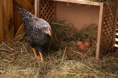 Photo of Beautiful chicken near nesting box with eggs in henhouse