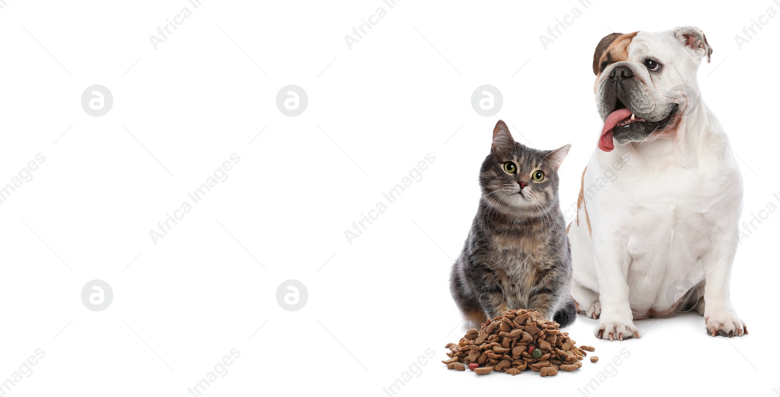 Image of Cute cat and adorable dog on white background. Banner design with space for text