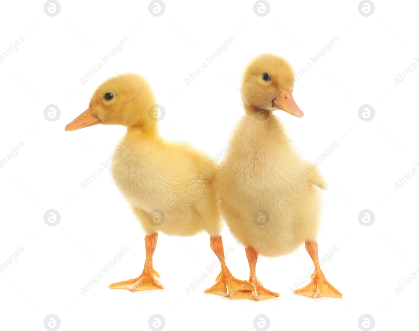 Photo of Cute fluffy baby ducklings on white background