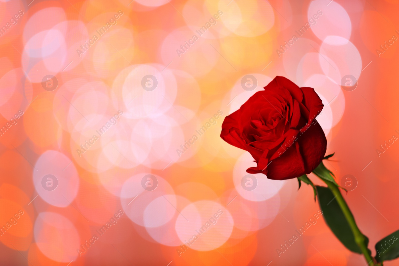 Photo of Beautiful red rose on blurred lights background, space for text