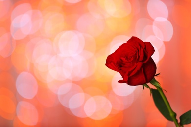 Photo of Beautiful red rose on blurred lights background, space for text