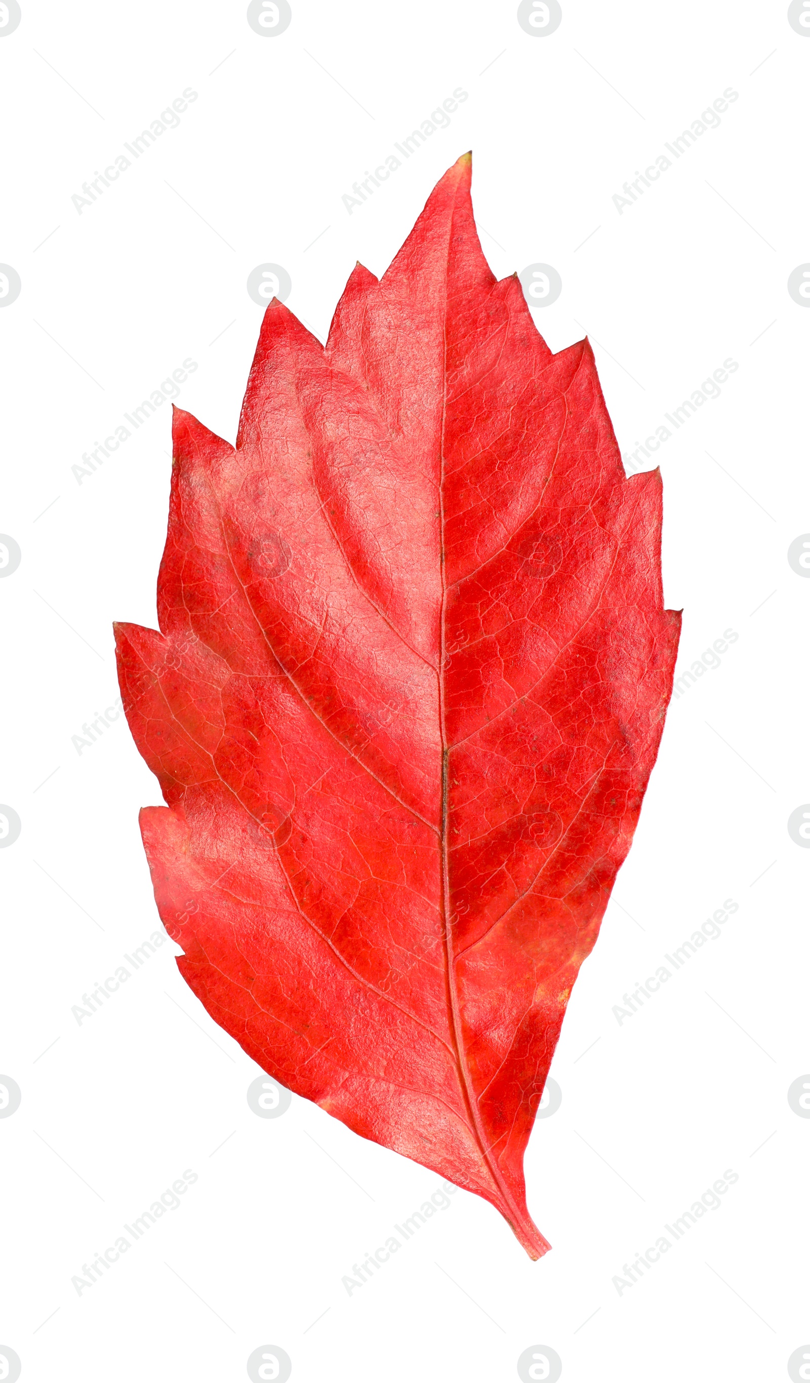 Photo of One beautiful red leaf isolated on white. Autumn season