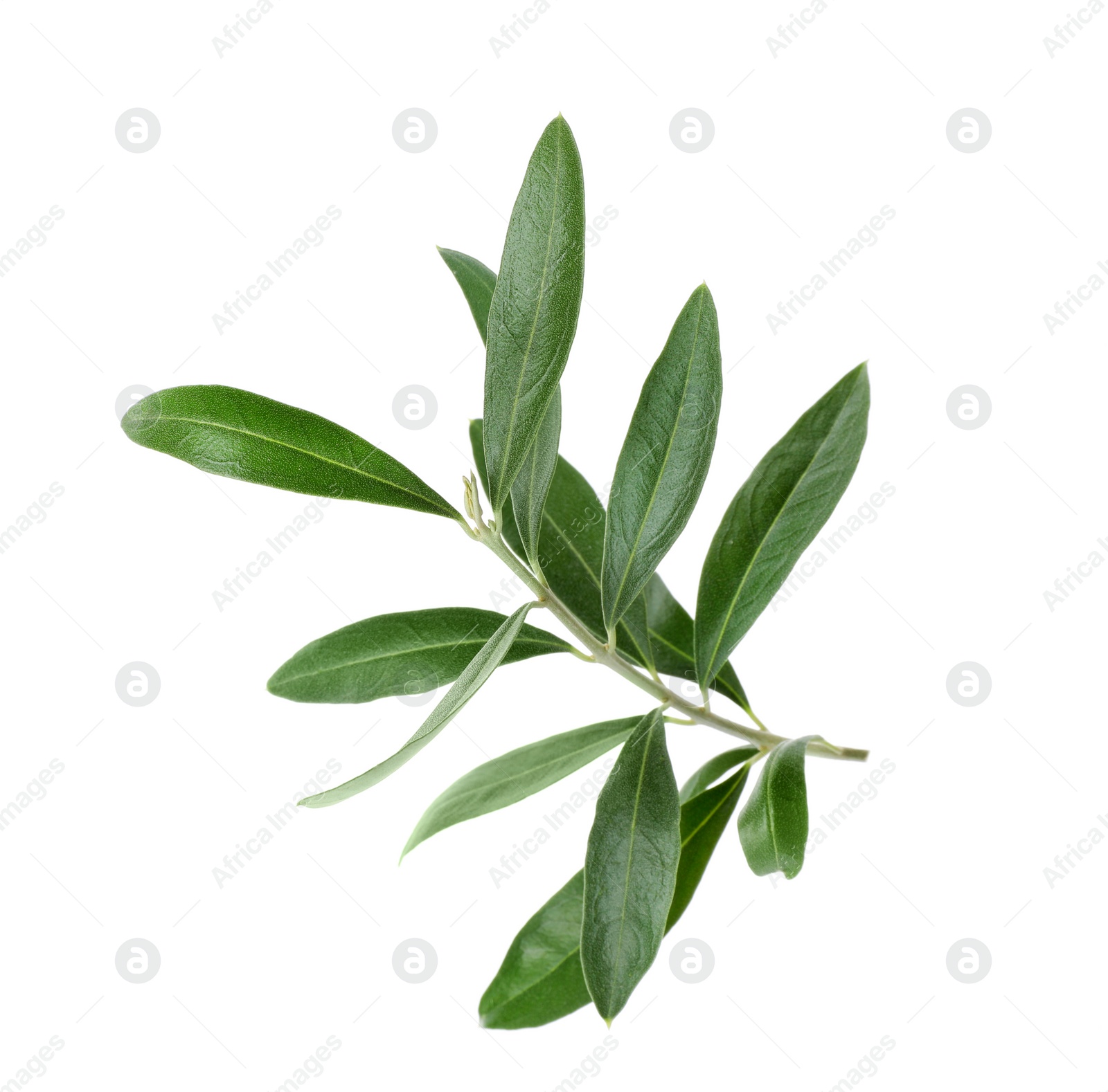 Photo of Twig with fresh green olive leaves on white background