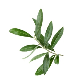 Photo of Twig with fresh green olive leaves on white background