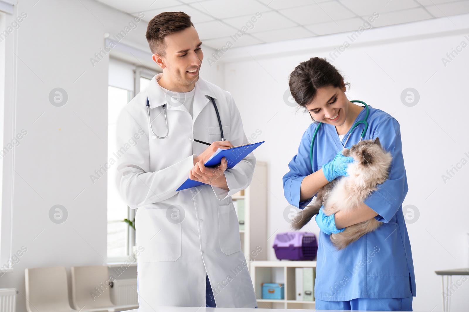 Photo of Young veterinarians examining cat in clinic