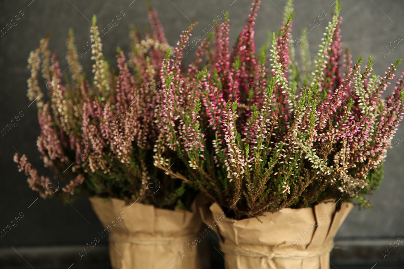 Photo of Beautiful heather flowers in pots on dark grey background, closeup