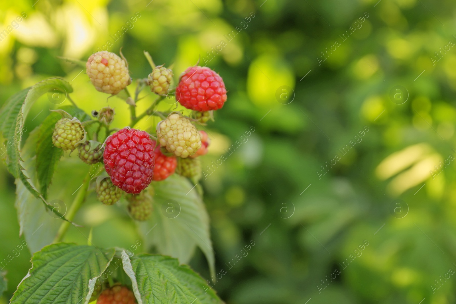 Photo of Beautiful raspberry branch with ripening berries in garden, closeup. Space for text