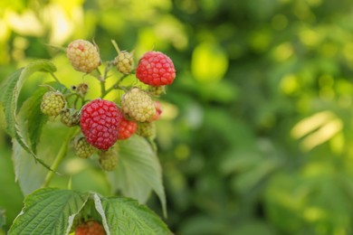 Photo of Beautiful raspberry branch with ripening berries in garden, closeup. Space for text