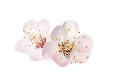 Photo of Beautiful apricot tree blossom on white background. Springtime