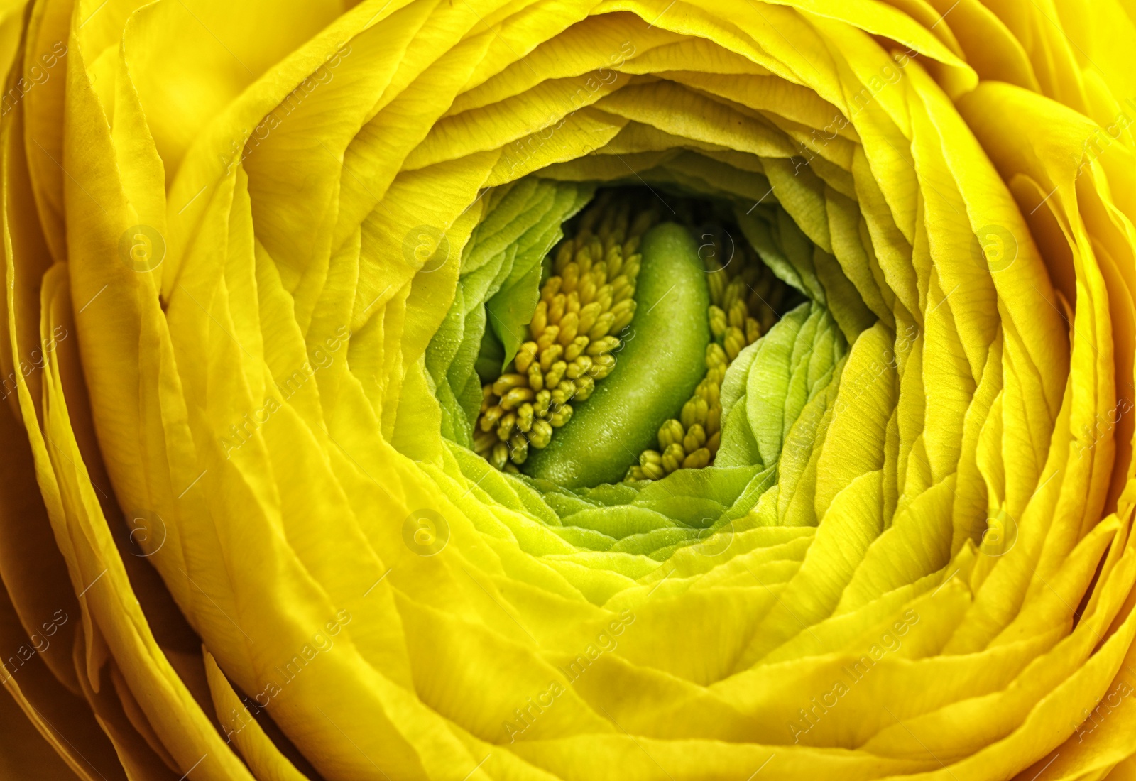 Photo of Closeup view of beautiful blooming ranunculus flower as background. Floral decor