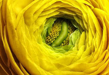 Closeup view of beautiful blooming ranunculus flower as background. Floral decor