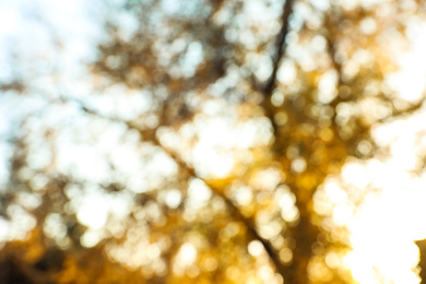 Photo of Blurred view of autumn tree outdoors. Bokeh effect