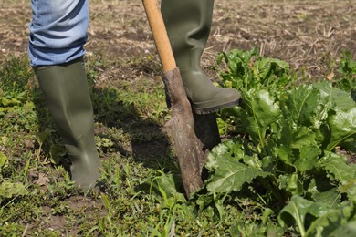 Man digging soil with shovel in beet field, closeup