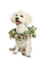 Photo of Adorable Bichon wearing wreath made of beautiful flowers on white background