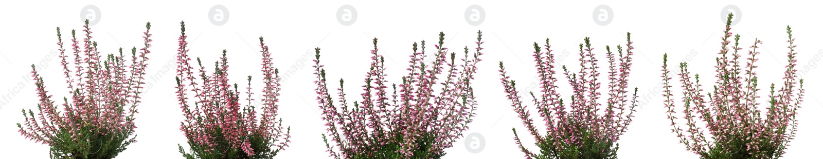 Image of Heathers with beautiful flowers on white background, collage. Banner design