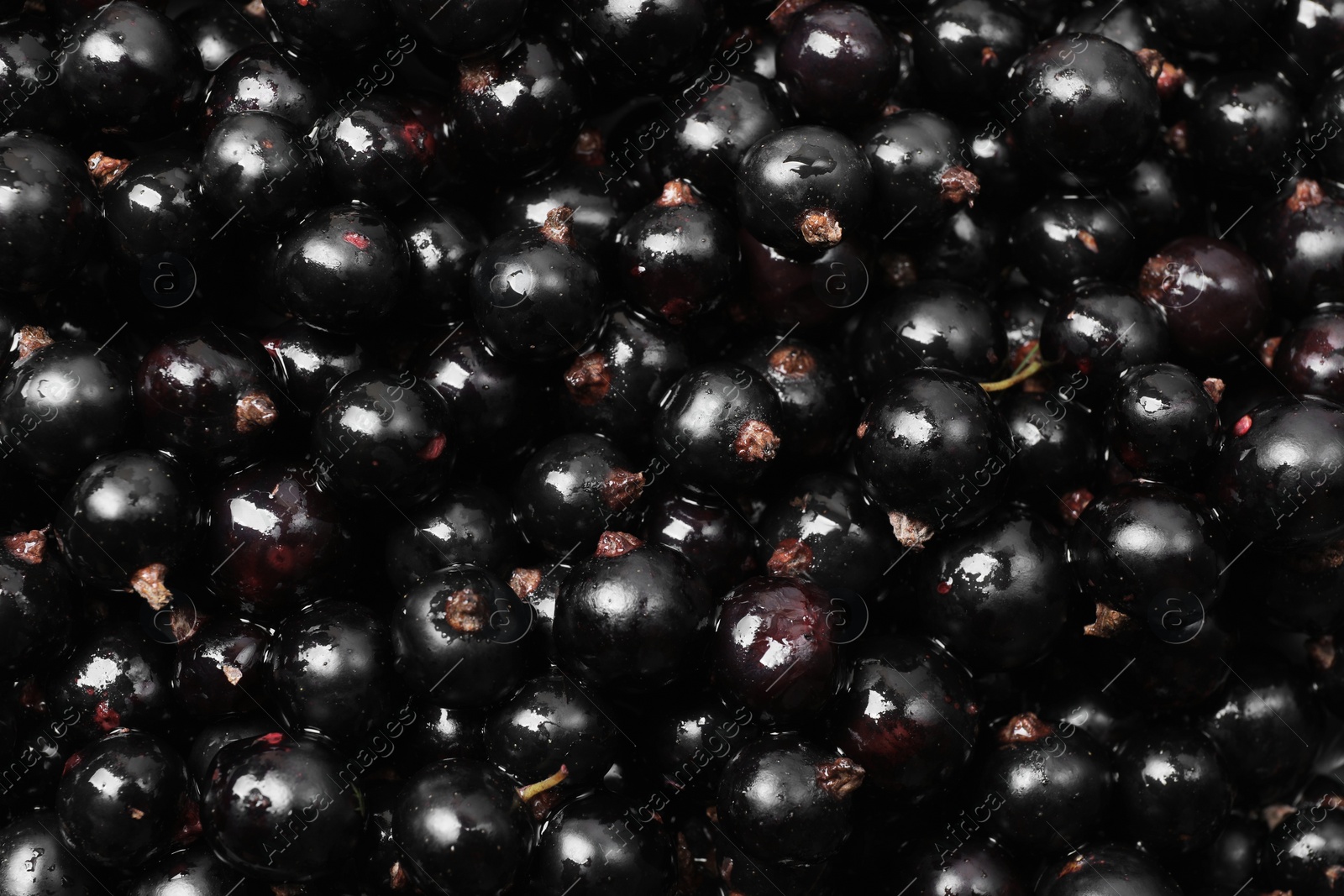 Photo of Many ripe blackcurrants as background, closeup view