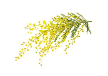 Photo of Beautiful mimosa plant with yellow flowers on white background