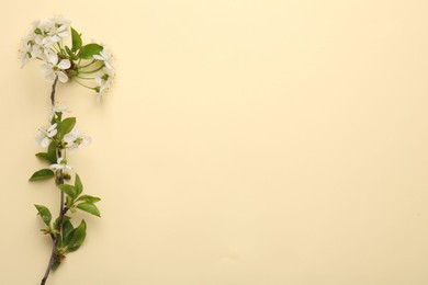 Photo of Spring tree branch with beautiful blossoms on beige background, top view. Space for text