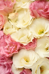 Beautiful blooming Eustoma flowers as background, closeup