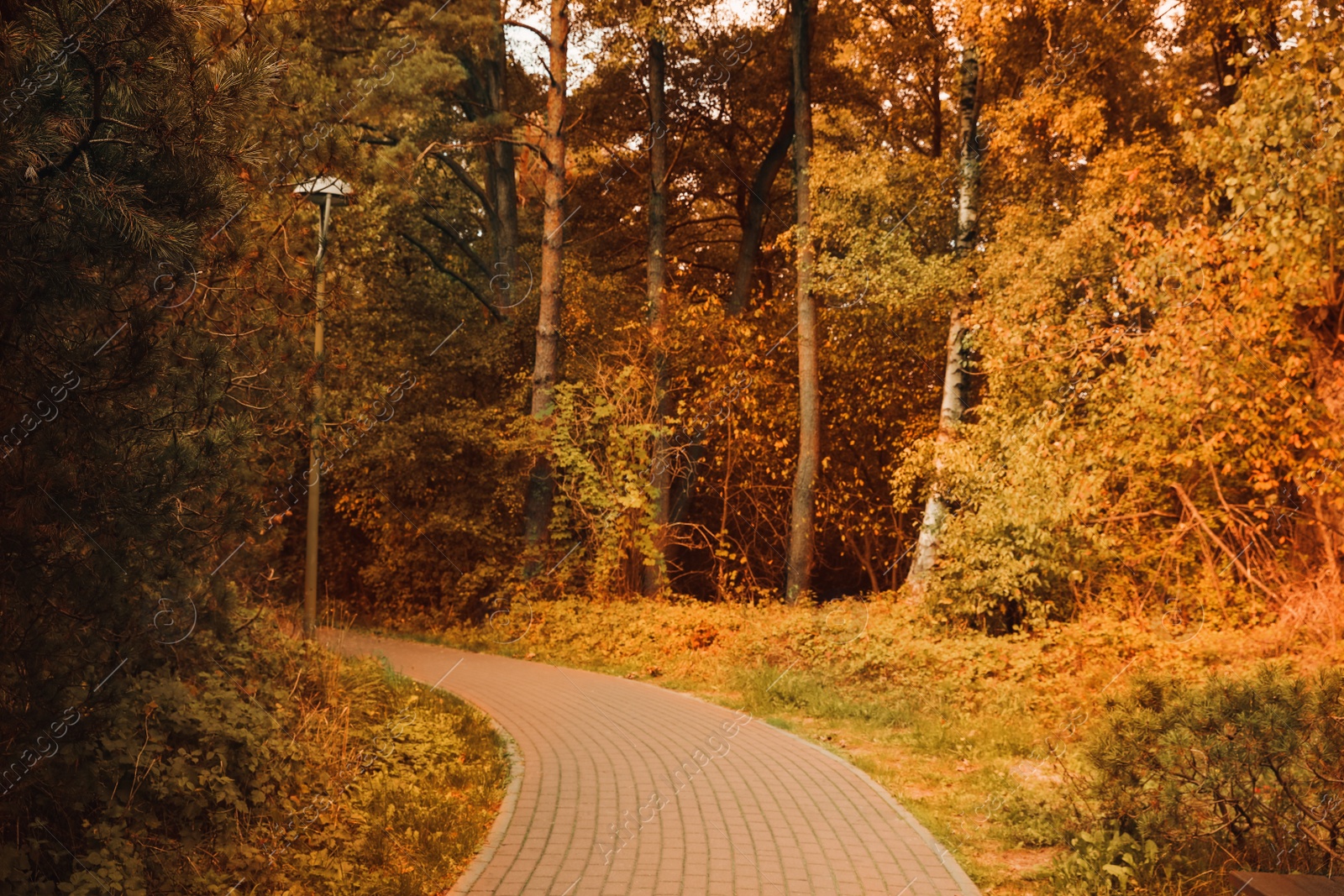 Photo of Many beautiful trees and pathway in park