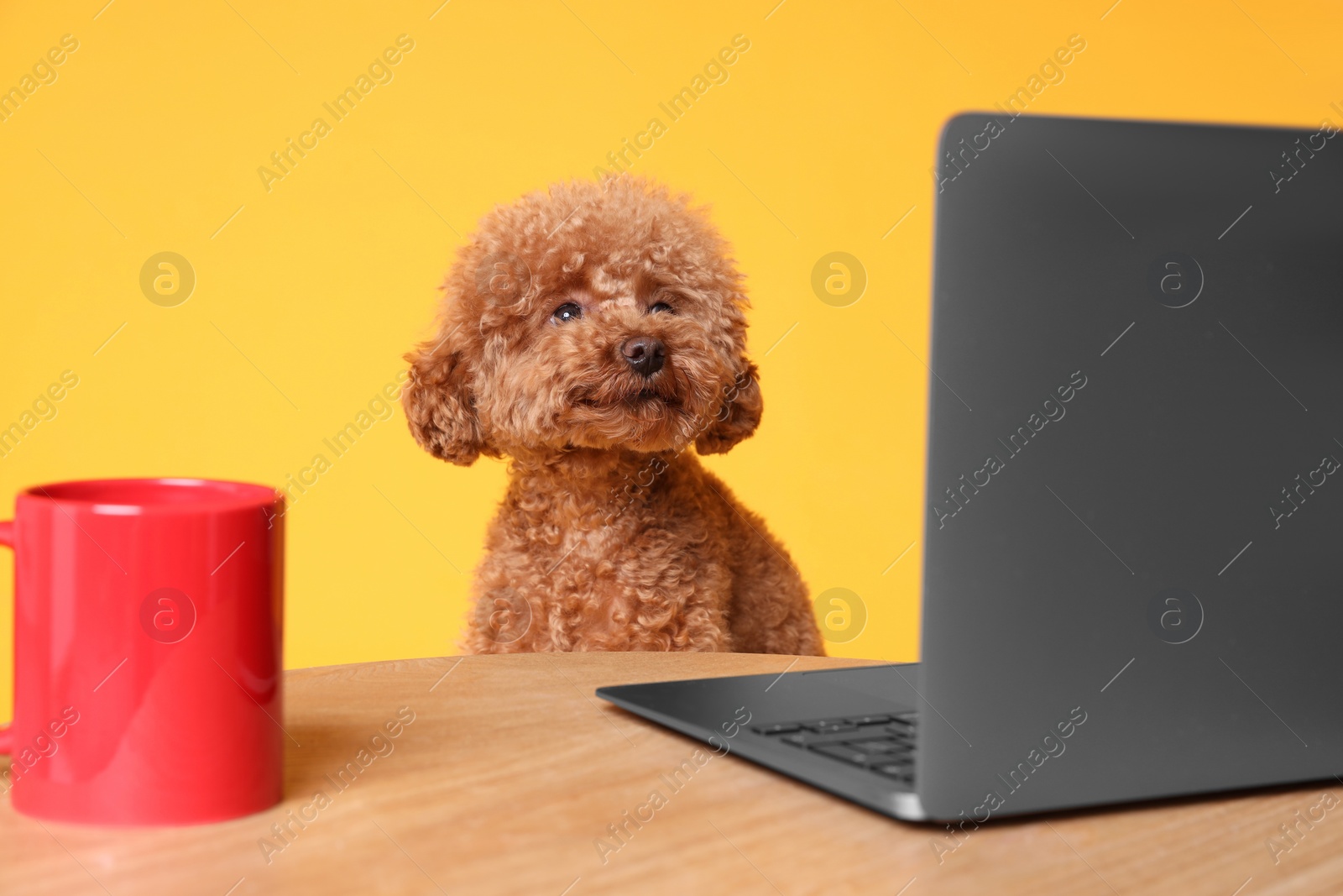 Photo of Cute Maltipoo dog at desk with laptop and red cup against orange background