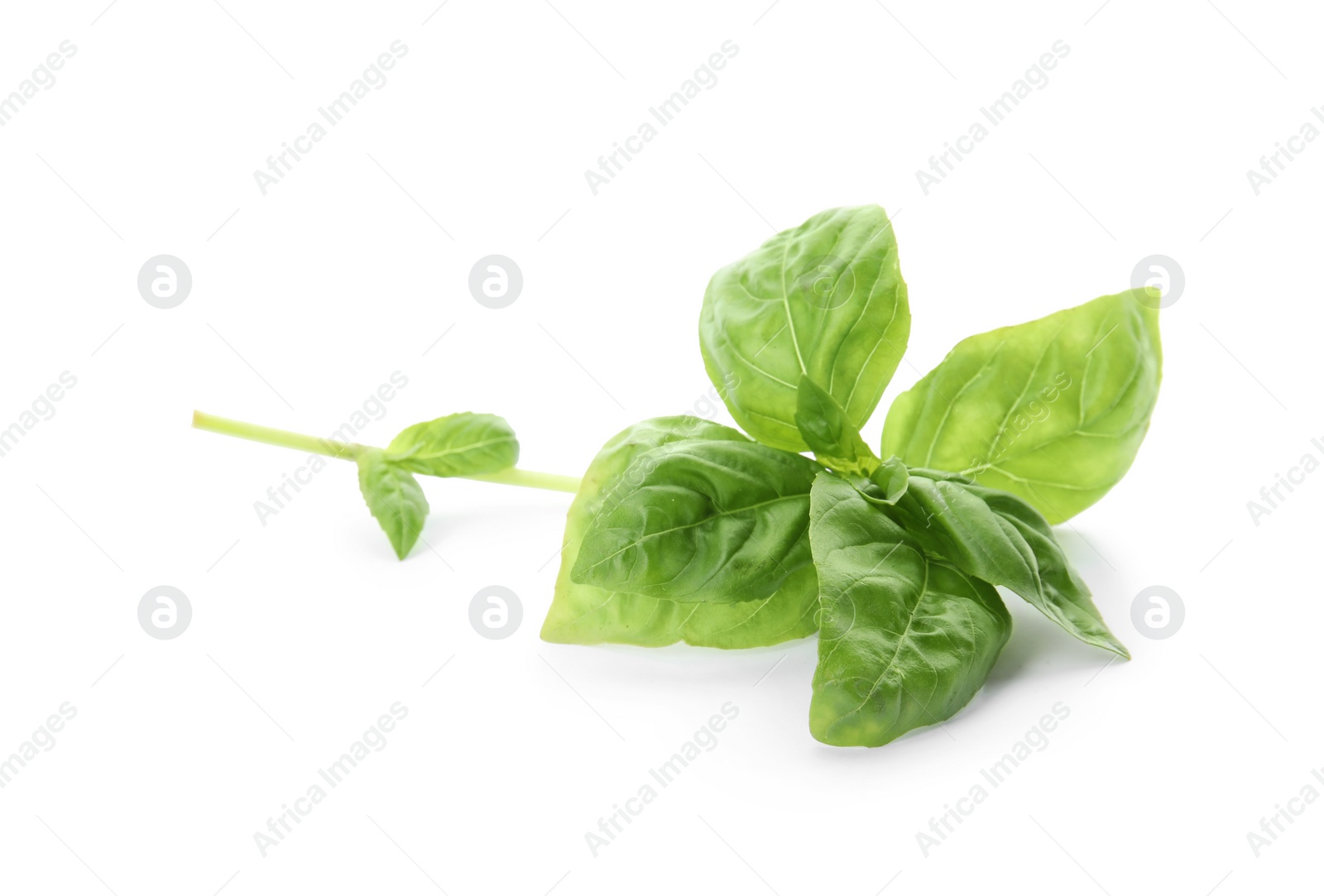 Photo of Fresh green basil leaves on white background