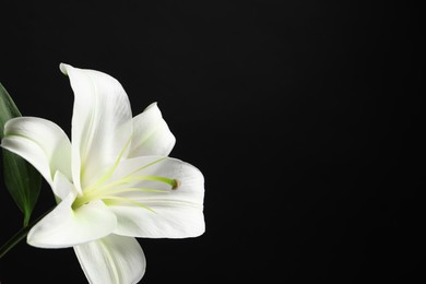 Photo of Beautiful white lily flower on black background, closeup. Space for text