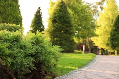 Photo of Picturesque landscape with brick path on sunny day. Gardening idea