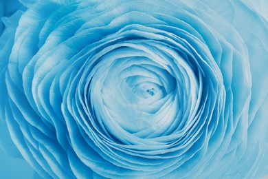 Beautiful light blue ranunculus flower as background, closeup