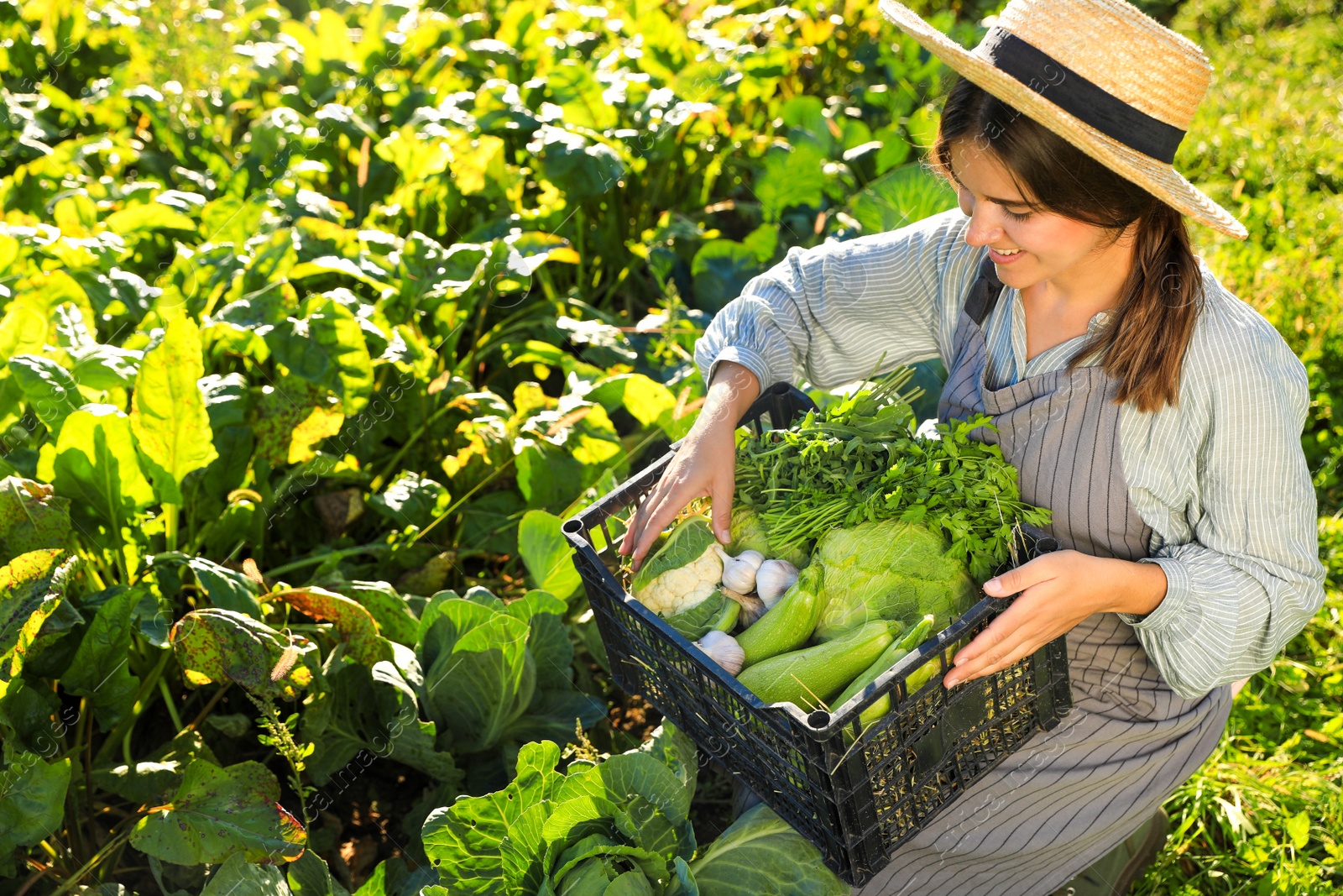 Photo of Woman harvesting different fresh ripe vegetables on farm