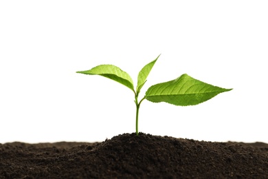 Young plant in fertile soil on white background. Gardening time