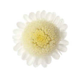 Photo of Beautiful fresh chrysanthemum flower on white background