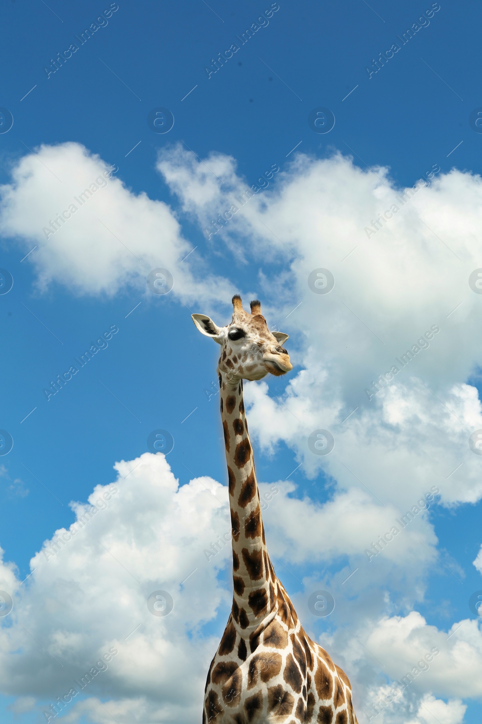 Photo of Beautiful spotted African giraffe against blue sky