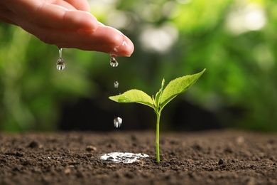 Photo of Woman pouring water on young seedling in soil against blurred background, closeup