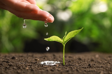 Woman pouring water on young seedling in soil against blurred background, closeup