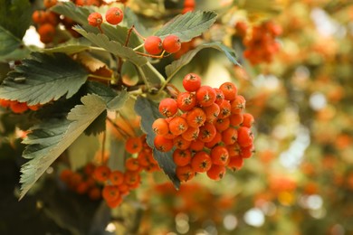 Photo of Rowan tree with many orange berries growing outdoors, closeup