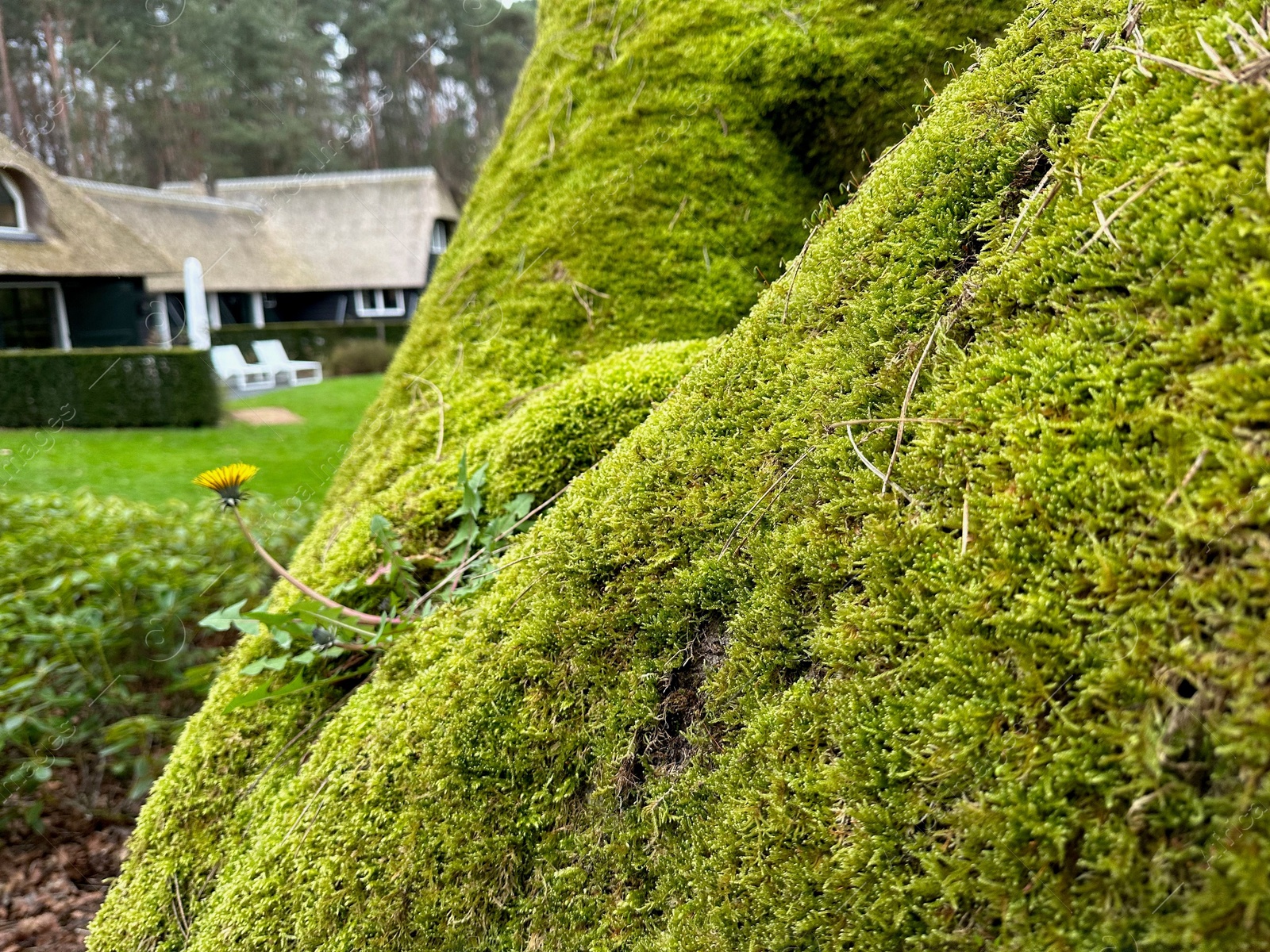 Photo of Bright green moss and beautiful dandelion outdoors