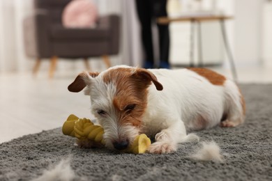 Cute dog playing with toy on carpet with pet hair at home